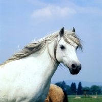 Picture of welsh mountain pony at pendock stud