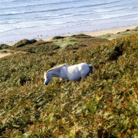 Picture of welsh mountain pony at rhosilli walking in bracken