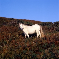 Picture of welsh mountain pony at rhosilli on gower peninsula, wales