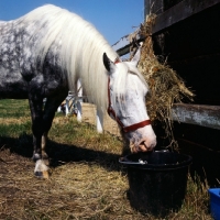 Picture of welsh mountain pony drinking from a bucket
