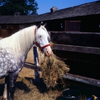 Picture of welsh mountain pony eating from haynet
