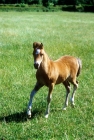 Picture of welsh mountain pony foal at  pendock stud