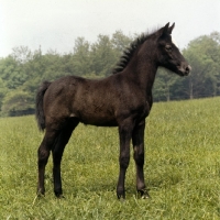 Picture of welsh mountain pony foal at dalhabboch stud