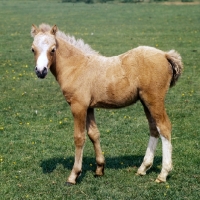 Picture of welsh mountain pony foal at pendock stud