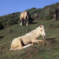Picture of welsh mountain pony foal at rhosilli, gower