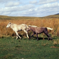 Picture of welsh mountain pony foals cantering together on the brecon beacons