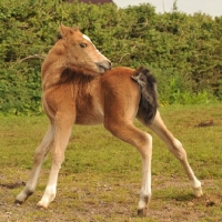 Picture of welsh mountain pony foal