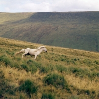 Picture of welsh mountain pony galloping on brecon beacons