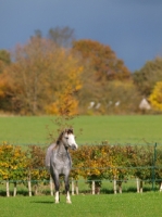Picture of Welsh Mountain Pony in field