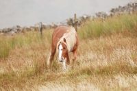 Picture of Welsh Mountain Pony living wild in the Llanllechid Mountains in Wales