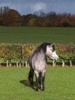 Picture of Welsh Mountain Pony, looking aside
