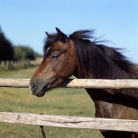 Picture of welsh mountain pony looking over fence
