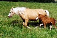 Picture of welsh mountain pony mare and foal at pendock stud