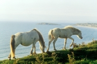 Picture of welsh mountain pony mare and foal at rhosilli, wales