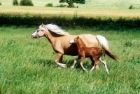 Picture of welsh mountain pony mare and foal at pendock stud,