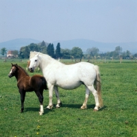 Picture of welsh mountain pony mare and foal at pendock stud