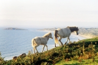 Picture of welsh mountain pony mare and foal at rhosilli wales