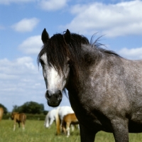 Picture of welsh mountain pony mare at pendock stud