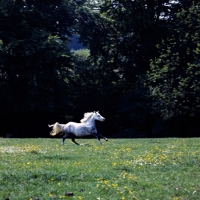 Picture of welsh mountain pony mare galloping in field