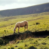 Picture of welsh mountain pony on brecon beacons