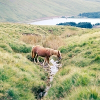 Picture of welsh mountain pony on brecon beacons crossing a stream