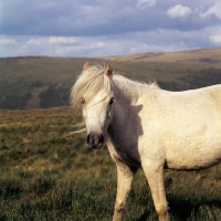 Picture of welsh mountain pony on brecon beacons