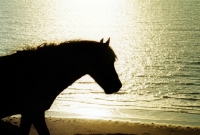 Picture of welsh mountain pony on gower peninsula