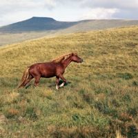 Picture of welsh mountain pony on the brecon beacons