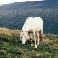 Picture of welsh mountain pony on the brecon beacons