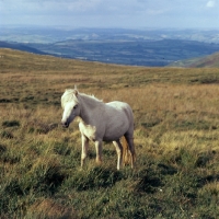 Picture of welsh mountain pony on the brecon beacons