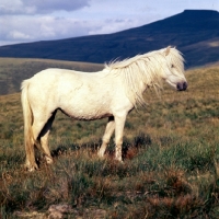 Picture of welsh mountain pony on the brecon beacons