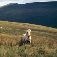 Picture of welsh mountain pony on the brecon beacons