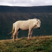 Picture of welsh mountain pony on the brecon beacons 