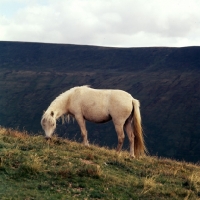 Picture of welsh mountain pony on the brecon beacons