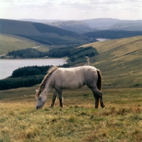 Picture of welsh mountain pony on the brecon beacons with reservour in background