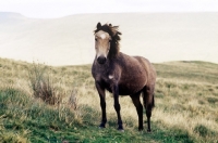 Picture of welsh mountain pony on the brecon beacons