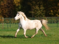 Picture of Welsh Mountain Pony running
