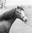 Picture of welsh mountain pony sec a at pendock stud