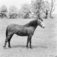 Picture of welsh mountain pony sec a at pendock stud