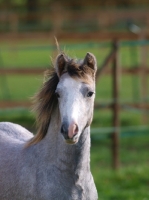 Picture of Welsh Mountain Pony (Section A) portrait