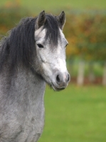 Picture of Welsh Mountain Pony (Section A) portrait