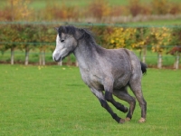 Picture of Welsh Mountain Pony (Section A) running