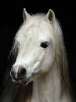 Picture of Welsh Mountain Pony (Section A) portrait