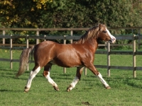 Picture of Welsh Mountain Pony (Section A) running