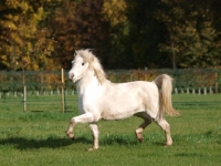 Picture of Welsh Mountain Pony (Section A) running