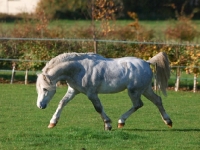 Picture of Welsh Mountain Pony (Section A) running