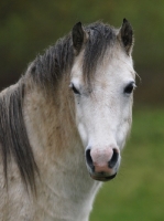 Picture of Welsh Mountain Pony (Section A) portrait