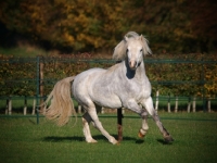 Picture of Welsh Mountain Pony (Section A) running