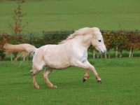 Picture of Welsh Mountain Pony (Section A) running