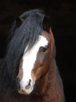 Picture of Welsh Mountain Pony (Section A) portrait